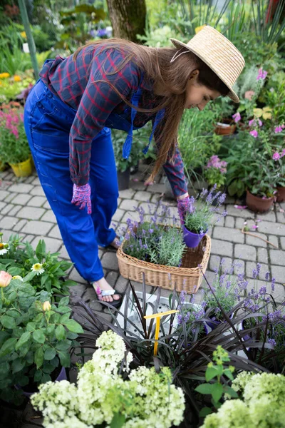 A worker leans over and sets pots of heather flowers in a basket. Garden Shop. — Stock Photo, Image