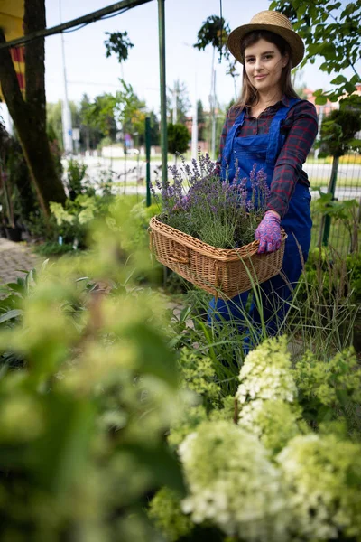 A saleswoman rearranges a woven basket of heather seedlings. Garden Shop. — Stock Photo, Image