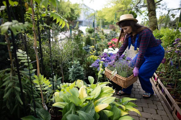 A saleswoman rearranges a woven basket of heather seedlings. Garden Shop. — Stock Photo, Image