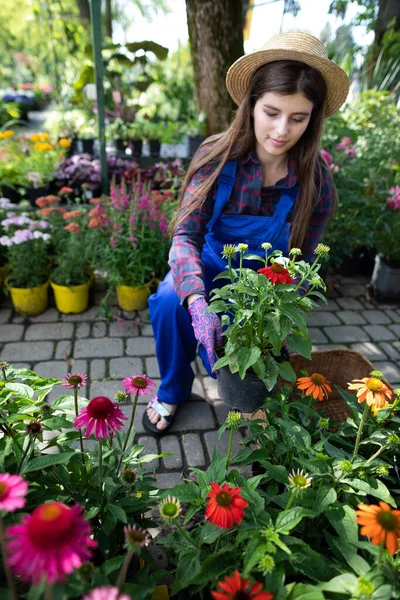 A worker sets pots of asters into a wicker basket. Garden Shop. — Stock Photo, Image