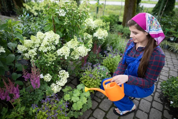 A saleswoman is watering a plant. Heuchera sanguinea. — Stock Photo, Image