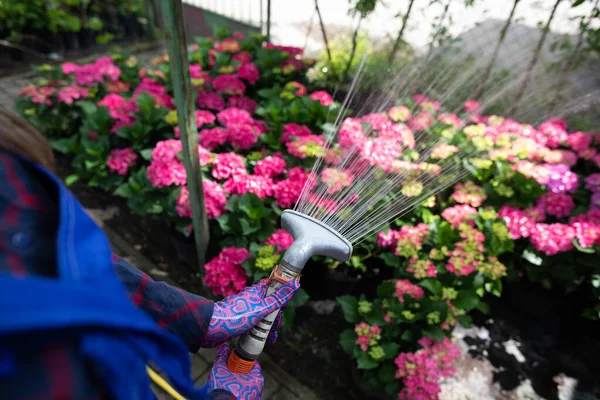 Watering pink flowers in the garden with a stream of water. — Stock Photo, Image