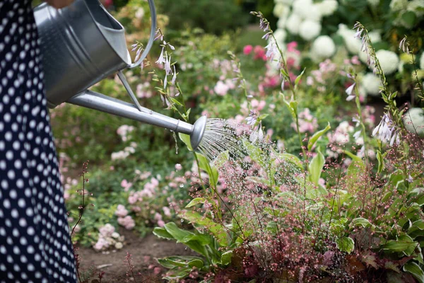 A woman waters flowers in her garden with a steel watering can. — Stock Photo, Image