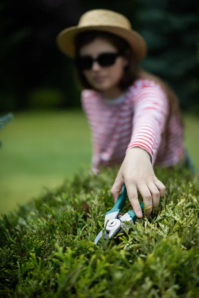 A young woman reaches far with a secateurs to trim a thuja tree branch. — Stock Photo, Image