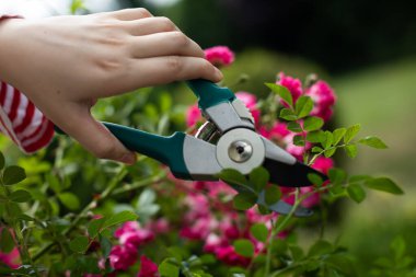 Bahçesinde gül açan bir kızın yakın plan görüntüsü..