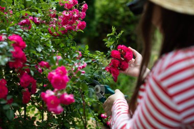 Bir kız bahçede gül çiçeklerini kesiyor..