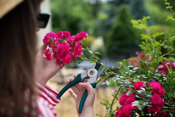A girl cuts off rose flowers in her garden. — Stock Photo, Image