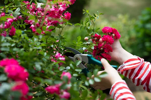 Close-up view of a girl cutting off rose blossoms in her garden. — Stock Photo, Image