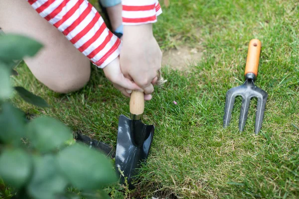 A close-up view of a lady gardener in a hat replanting a rose bush. — Stock Photo, Image