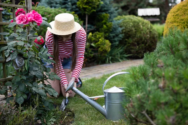 A trunk gardener wearing a hat replants a rose bush. — Stock Photo, Image