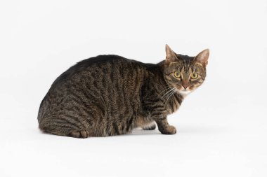 Çok ırklı bir dişi kedi beyaz arka planda oturur ve doğrudan kameraya bakar..