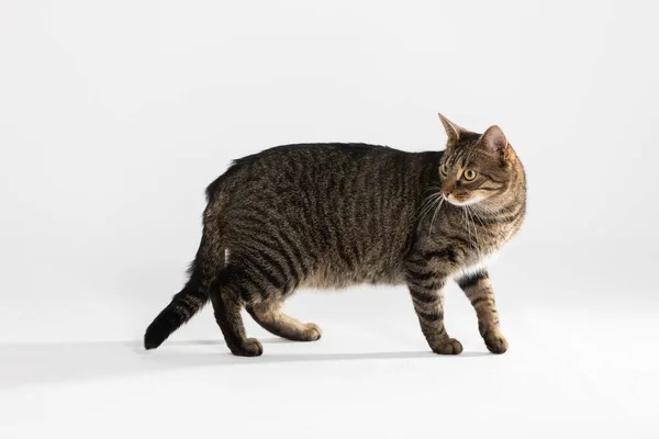 A multiracial she-cat walks across a white background and looks back. — Stock Photo, Image