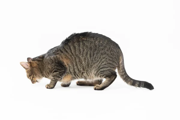 She-cat crouches and sniffs the ground. Animal on white background. — Stock Photo, Image