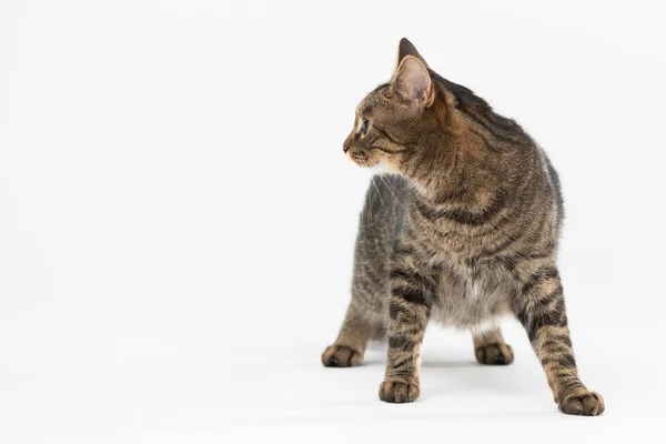 Die multirassische Katze blickt in die Kamera und schaut zur Seite. — Stockfoto