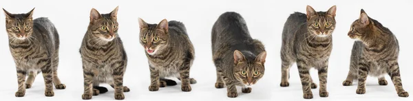 Viele verschiedene Positionen der Katze auf isoliertem weißen Hintergrund. Panoramarahmen. — Stockfoto