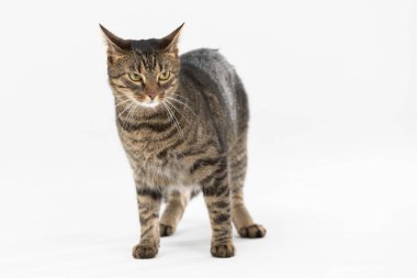 Kızgın bir dişi kedi beyaz arka plana saldırmaya hazır..