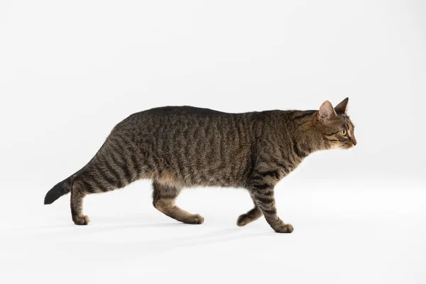 Side view as she-cat walks across the white background. — Stock Photo, Image