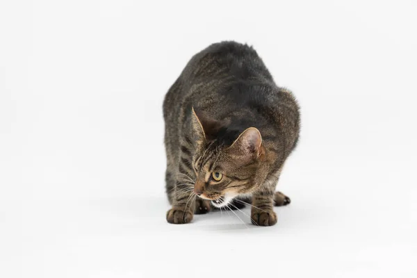 She-cat miauwt in ongenoegen en zit op een witte achtergrond. — Stockfoto