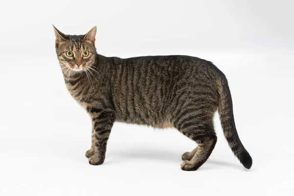 She-cat stands with her tail lowered against a white background and looks around. — Stock Photo, Image