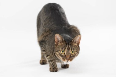 Dişi kedi başını eğiyor ve avına doğru sürünüyor..