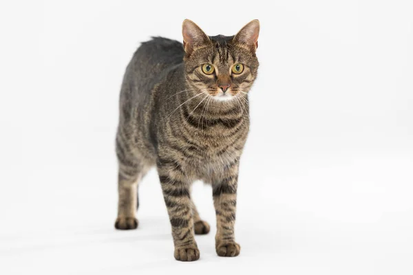 Katze steht vor weißem Hintergrund und blickt in die Kamera. — Stockfoto