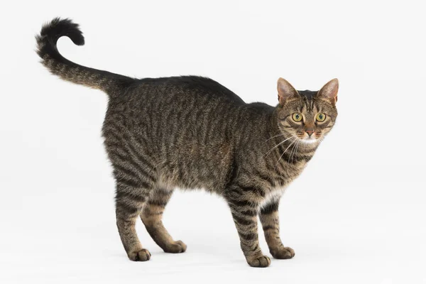 She-cat lifted her tail up and wagged it, curious. — Stock Photo, Image