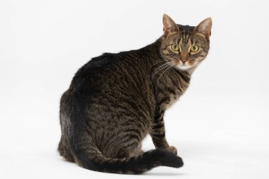 Dişi kedi arkasına yaslanır ve kameraya ilgiyle bakar..