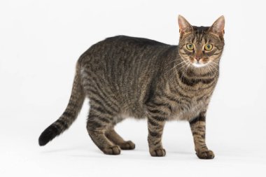 Dişi kedi kuyruğunu kıstırıp beyaz arka plana doğru eğiliyor ve etrafına bakıyor..