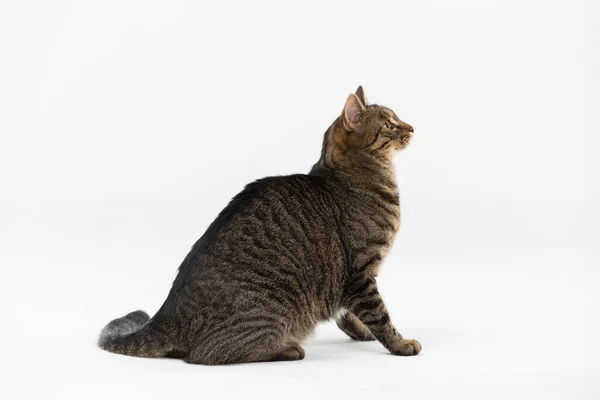 She-cat zit zijwaarts en kijkt op met interesse. — Stockfoto