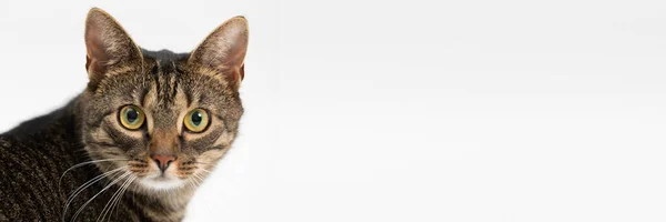 Vista de perto de uma cabeça de gato olhando diretamente para a câmera. Moldura panorâmica. — Fotografia de Stock