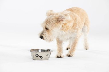 Açık kahverengi bir köpek güvenli olduğundan emin olmak için kontrol eder ve kasesinden yemek yer..