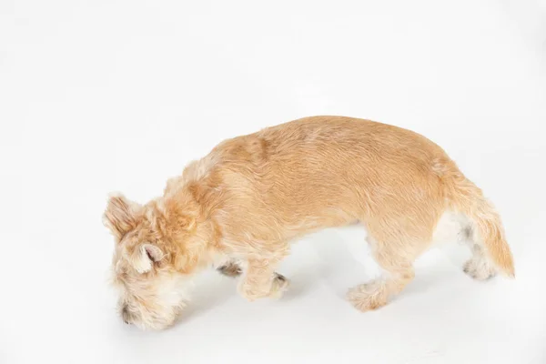 Ένα ανοιχτόχρωμο καφέ σκυλί μυρίζει και ψάχνει για στοιχεία σε ένα λευκό δωμάτιο. Θέα από ψηλά. Απομονωμένα από το φόντο. — Φωτογραφία Αρχείου