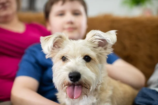 Een kind houdt een shaggy hond in zijn schoot. De hond heeft zijn mond open en zijn tong steekt uit. — Stockfoto