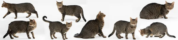 Verschiedene Haltungen der Katze isoliert von weißem Hintergrund. Panoramarahmen. — Stockfoto