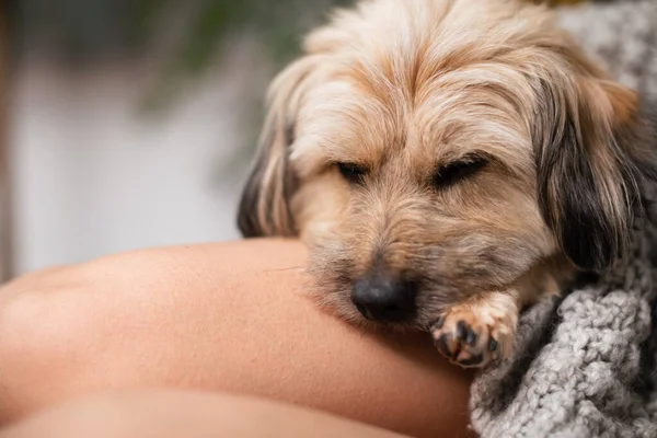 Close-up zicht op een bastaard hond die slaapt op een vrouwenbenen. — Stockfoto
