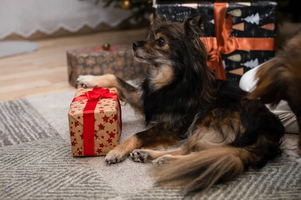 El perro recibió un regalo bajo el árbol de Navidad y lo guarda bien.. —  Fotos de Stock