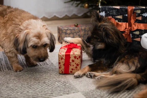 O cão recebeu um presente debaixo da árvore de Natal e guarda-o bem.. — Fotografia de Stock