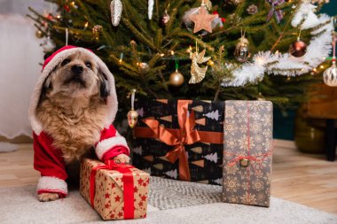 Kırmızı Noel Baba şapkası takan bir köpek hediye paketinin yanında oturur..