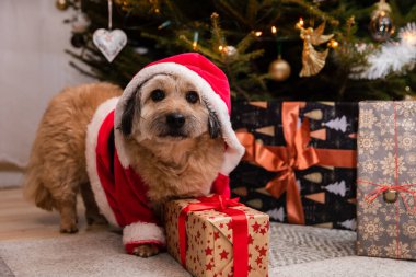 Kırmızı Noel Baba şapkası takan bir köpek hediye paketinin yanında oturur..