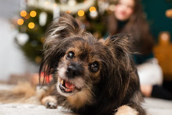 Ein zotteliger Mischlingshund mit offenem Maul liegt am Weihnachtsbaum. — Stockfoto