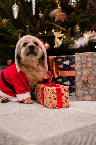 Un chien portant un chapeau rouge du Père Noël est assis à côté d'un paquet-cadeau. — Photo