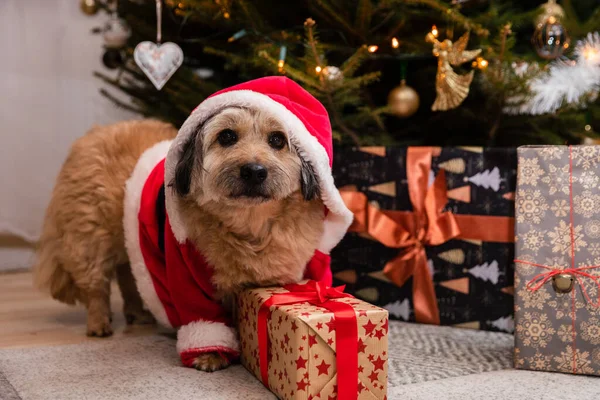 Een hond met een rode kerstmuts zit naast een cadeaupakket. — Stockfoto