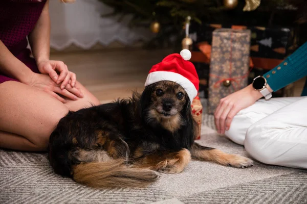 Um cão vestido de Papai Noel está debaixo da árvore no dia de Natal. — Fotografia de Stock