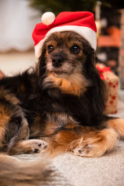 Um cão vestido de Papai Noel está debaixo da árvore no dia de Natal. — Fotografia de Stock