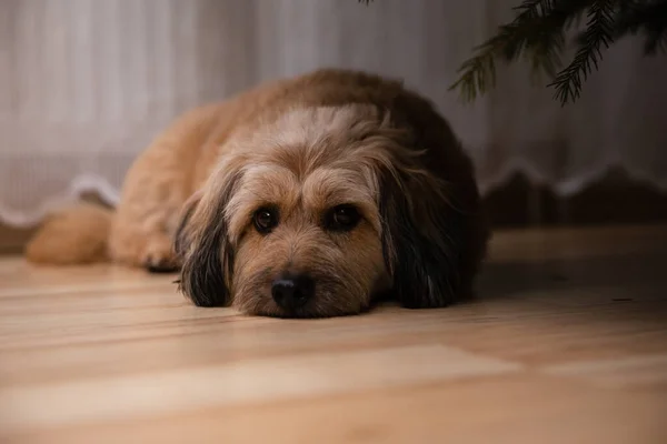 Le chien est couché sur le sol du salon les yeux ouverts. — Photo