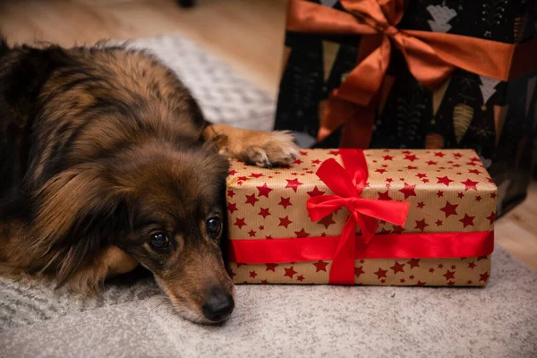 Um cão rafeiro guarda o seu pacote de presentes. Casaco comprido. — Fotografia de Stock