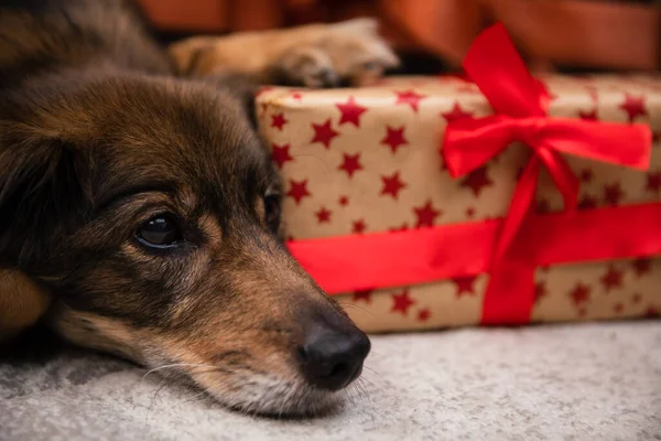 Un perro mestizo guarda su paquete de regalo. Abrigo largo. —  Fotos de Stock