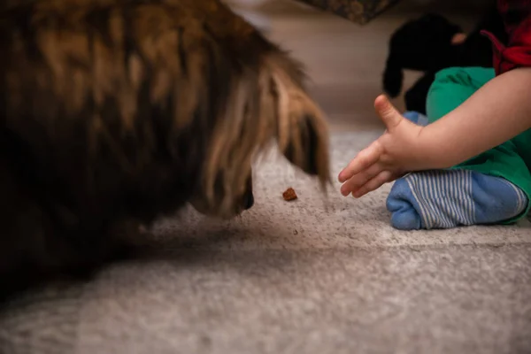 Un niño pequeño alimenta a un perro mestizo peludo. Una delicia en la alfombra. —  Fotos de Stock