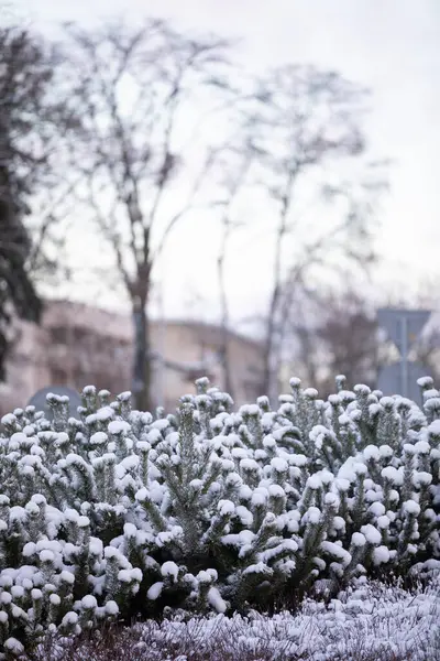 Snow-covered and frozen plants in the winter morning. — Stock Photo, Image