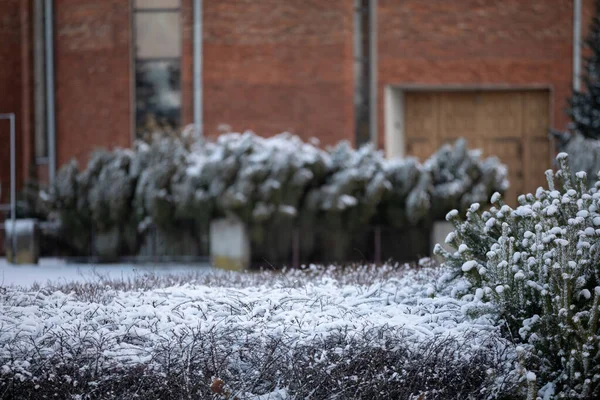 Snow-covered plants in winter against a red brick shear background. — Stock Photo, Image